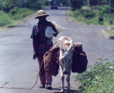 L&rsquo;&acirc;ne ancien moyen de transport  de paysan des &icirc;les de  Mwali et de Ndzouani (Comores) 